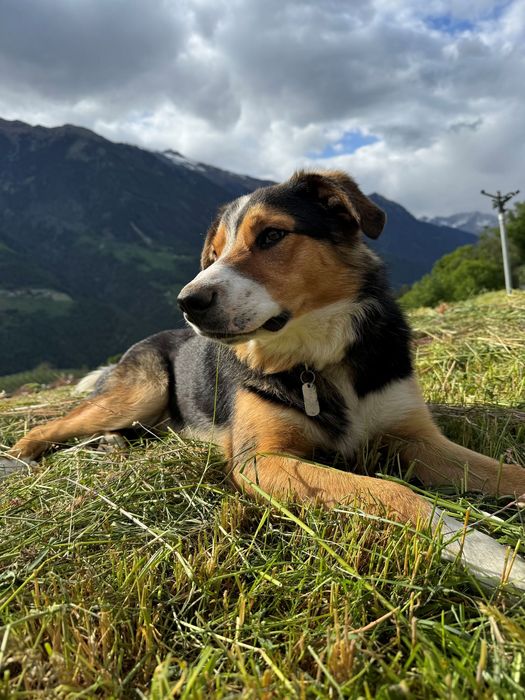 [Translate to italienisch:] 