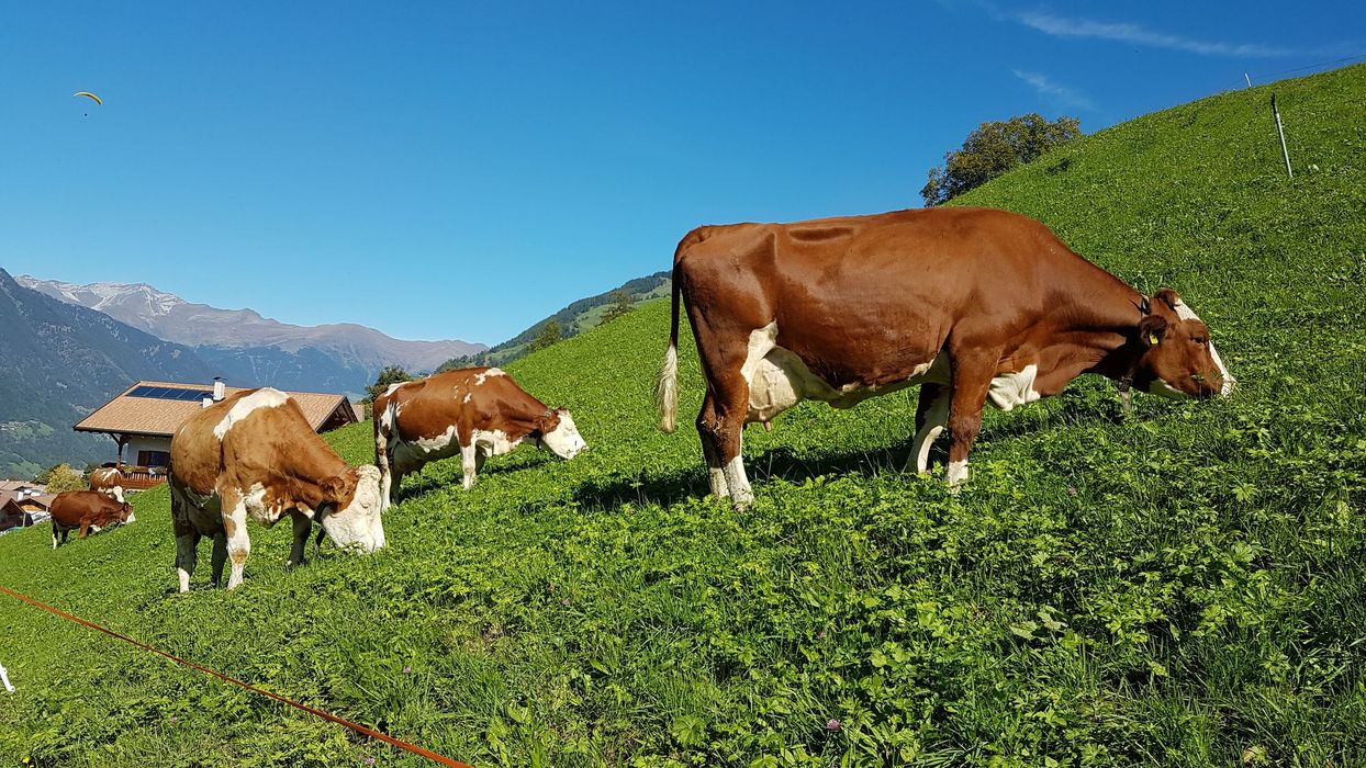 [Translate to italienisch:] 